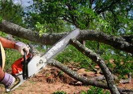 Best Tree Health Inspection  in Port Norris, NJ