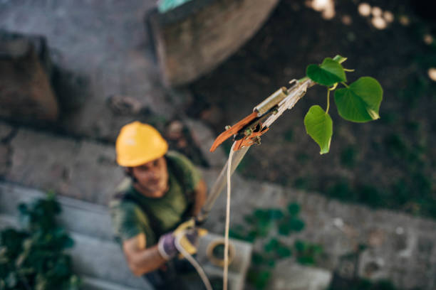 Best Hazardous Tree Removal  in Port Norris, NJ