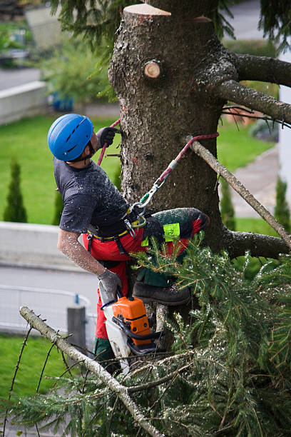 Best Tree Preservation Services  in Port Norris, NJ